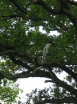 23585 Heron in tree.jpg